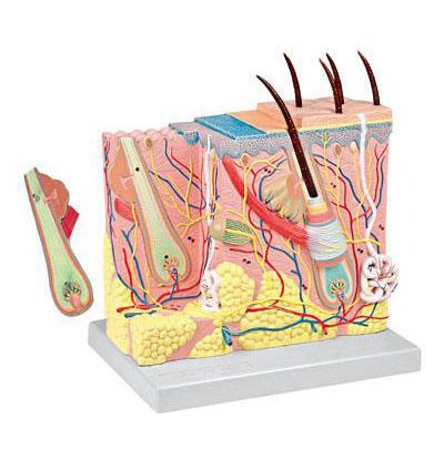 Skin anatomical model 6202.00 Altay Scientific