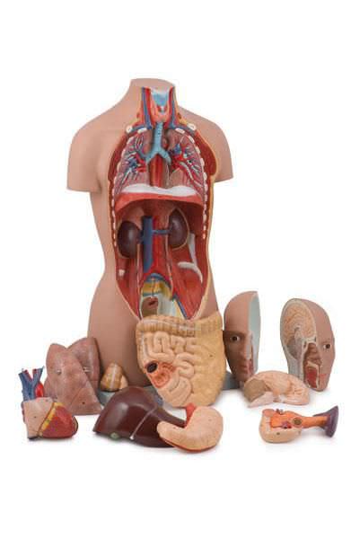 Torso anatomical model / unisex 6000.61 Altay Scientific