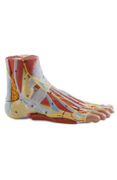Foot anatomical model 6000.35 Altay Scientific