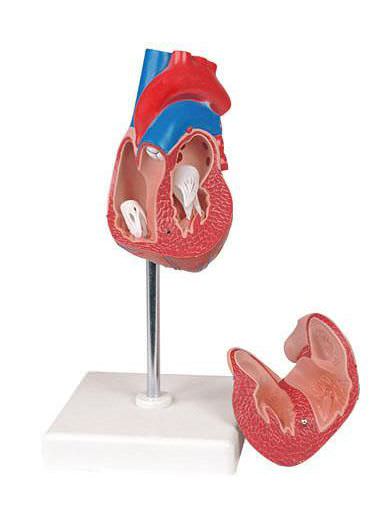 Heart anatomical model 6070.11 Altay Scientific