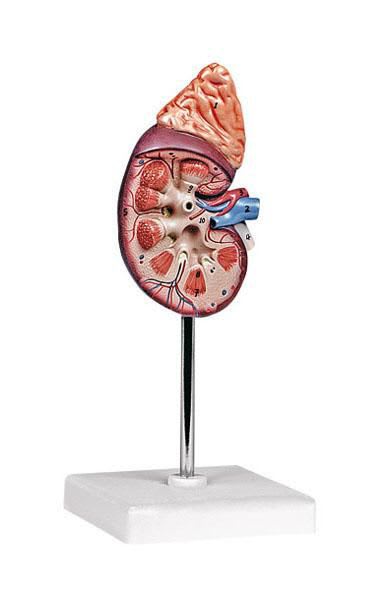Anatomical model with adrenal gland / kidney 6140.11 Altay Scientific