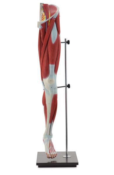 Leg anatomical model 6000.36 Altay Scientific