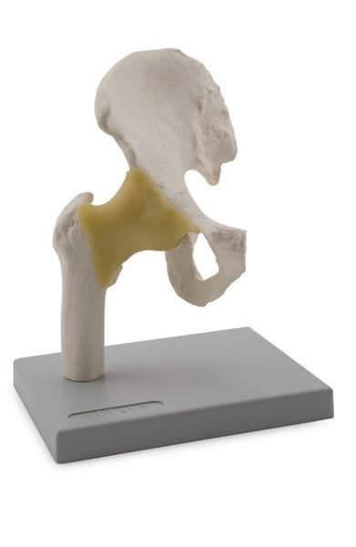 Hip anatomical model / joints 6042.03 Altay Scientific