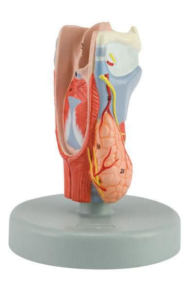 Larynx anatomical model 6120.19 Altay Scientific