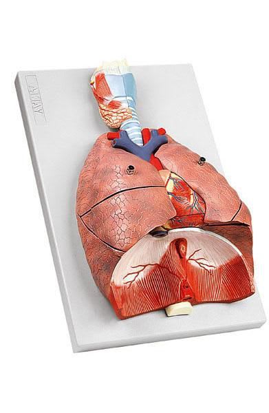 Respiratory system anatomical model 6120.15 Altay Scientific