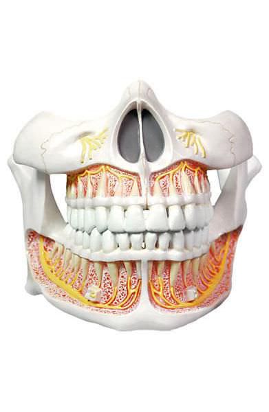 Denture anatomical model / child 6041.54 Altay Scientific